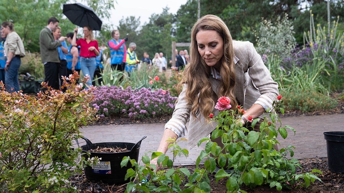 Catherine Princess of Wales planting a rose at Colchester Hospital garden