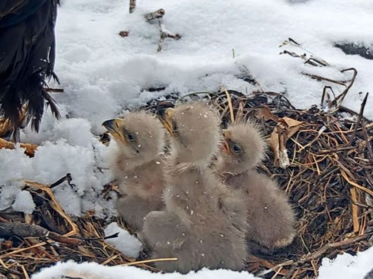 jackie and shadow babies