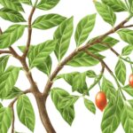 How the Psychedelic Right Embraced an African Plant