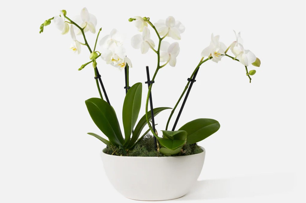 White orchid plant in a white pot.