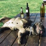 Animals Are Using Human Substances. Are They Trying to Tell Us Something?