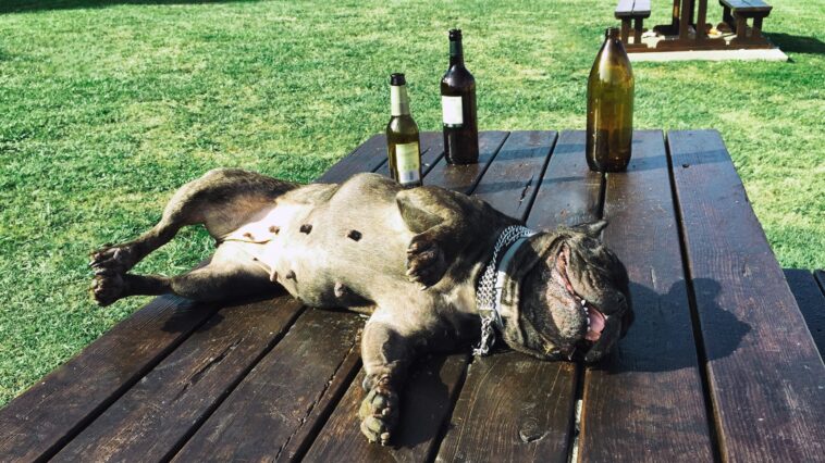 Animals Are Using Human Substances. Are They Trying to Tell Us Something?