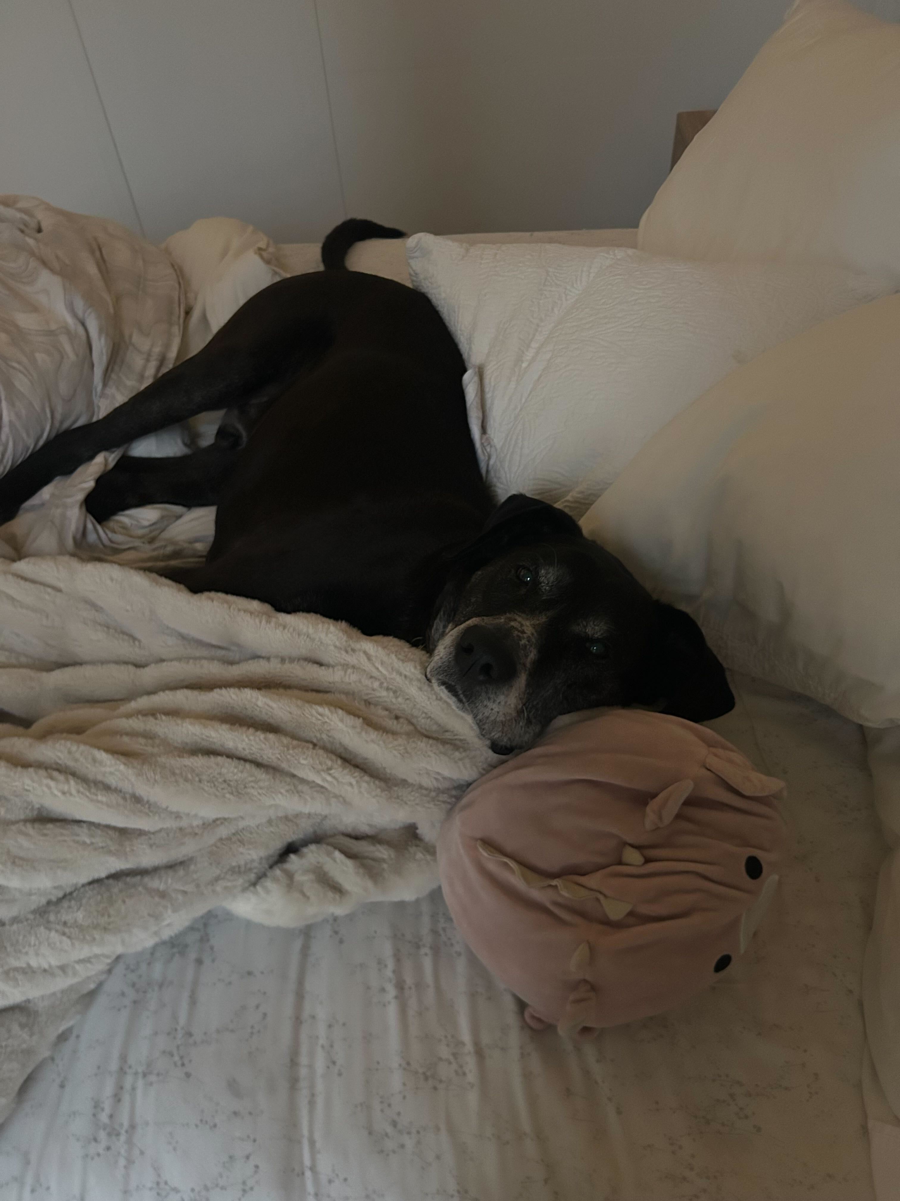 Brooke Matalon's dog, Ted, is lying on a bed with a pink plush toy.