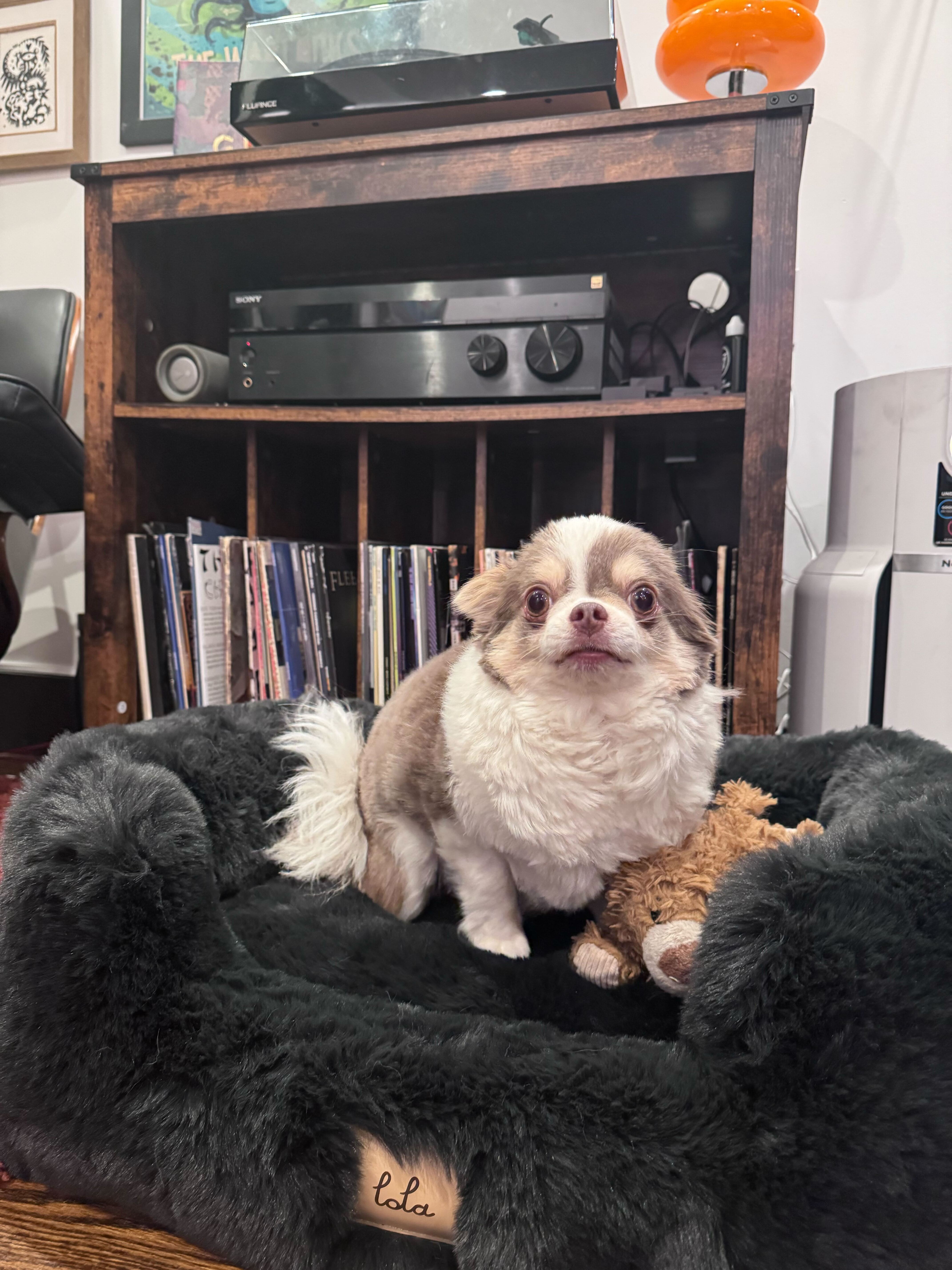 Cowboy, a Chihuahua, sits in a fluffy dark gray dog bed with a small teddy bear next to him.