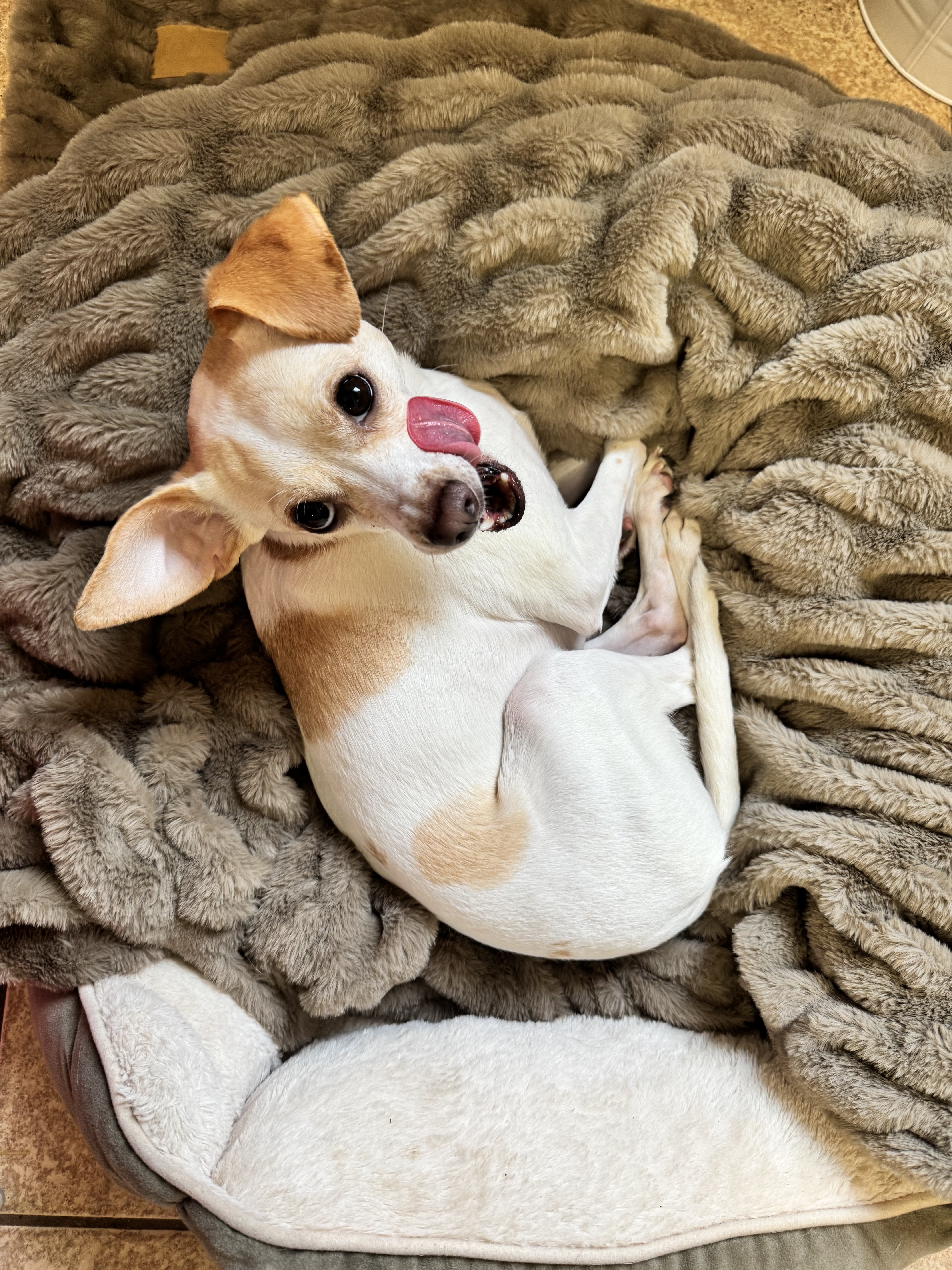 A chihuahua with white fur and brown patches on a fluffy brown blanket, looking up with its tongue sticking out.
