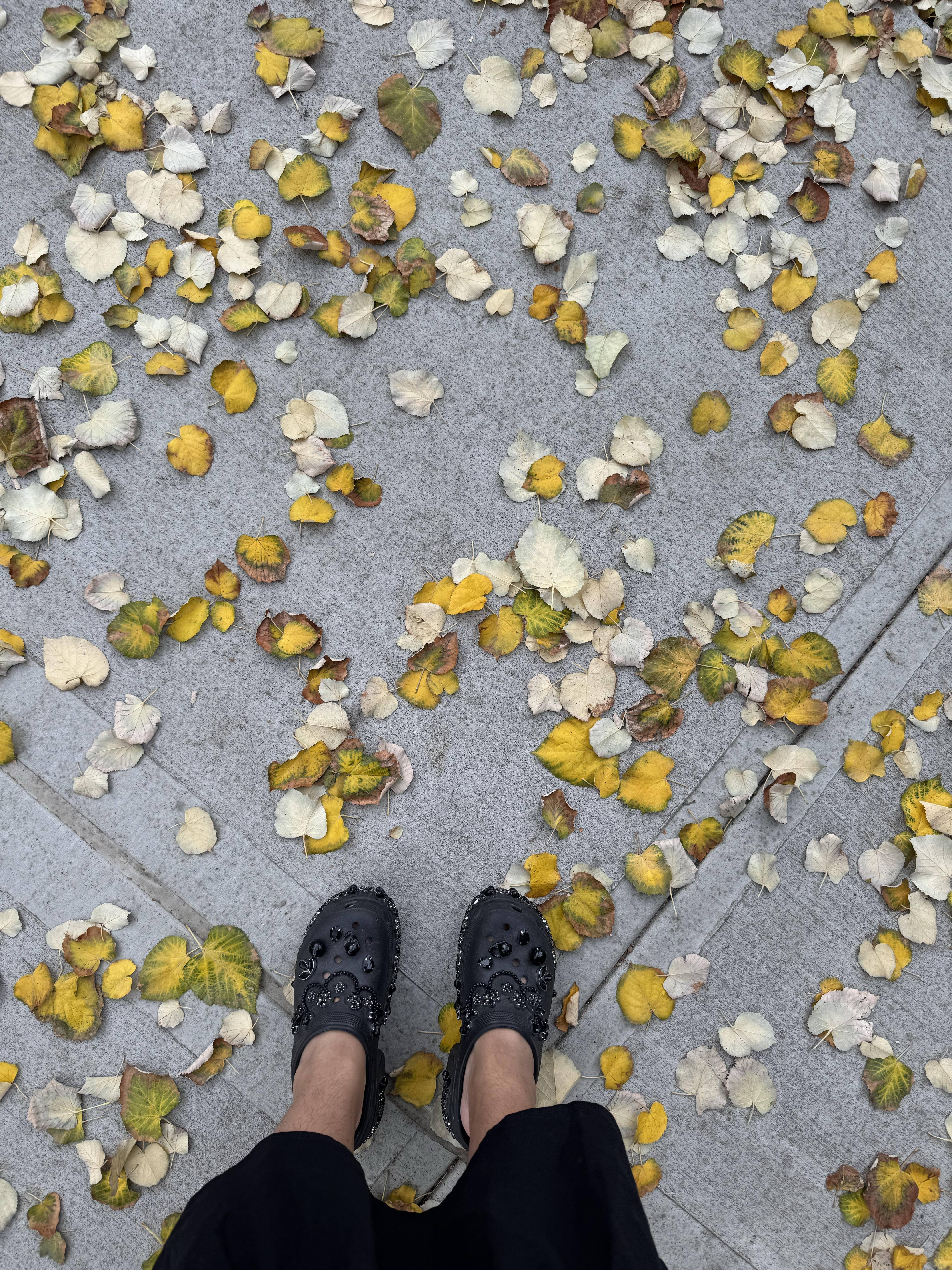 Two feet wearing black embellished Crocs surrounded by yellow and light-colored fall leaves on a gray sidewalk.